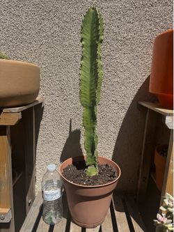 Euphoria Cactus Plant