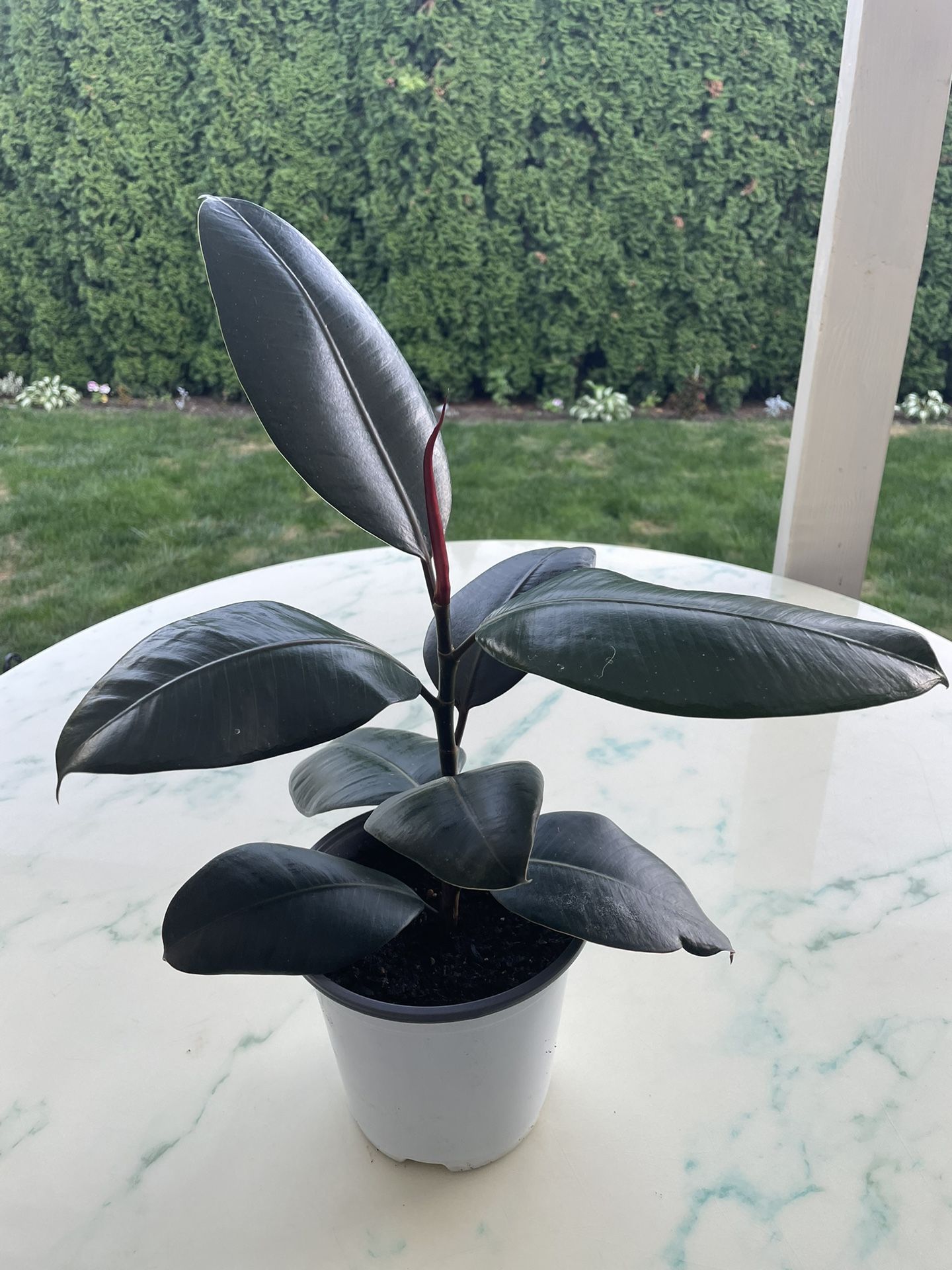 Ficus Elastica - Ruby Houseplant (Out/In Door Life Plant)