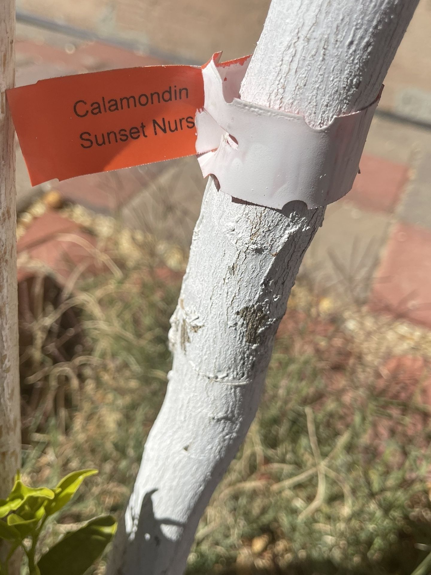 Calamondin Tree