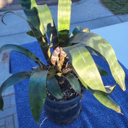 Bromlaid Plant One Gallon Pot 