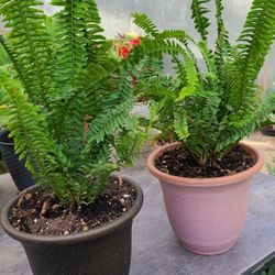 Natural Ferns Plants