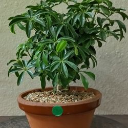 Hawaiian Umbrella Bonsai 