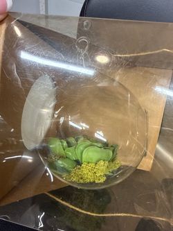 🌿 Hanging Glass Terrarium Globe with Succulent – New