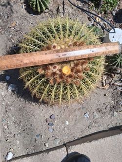 Big barrel cactus and it's flowering