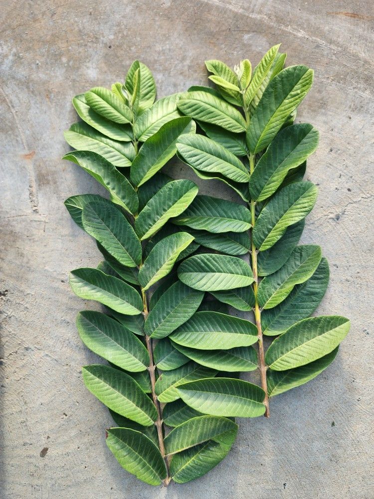 Thai Ruby Seedless Guava Scions