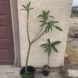 Plumeria Plants For Sale 