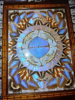 Butterfly Wing Tray Antique