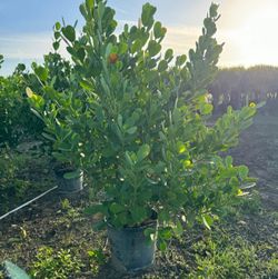 Beautiful Clusia Plants For Sale! Clusia In 15 Gallons About 6' Feet Tall With 5 Steams For Only $40. Open Today!