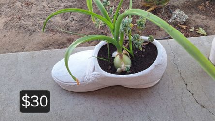 Mother of Thousands Mexican Hat Succulent  Potted Plants $5 to $30