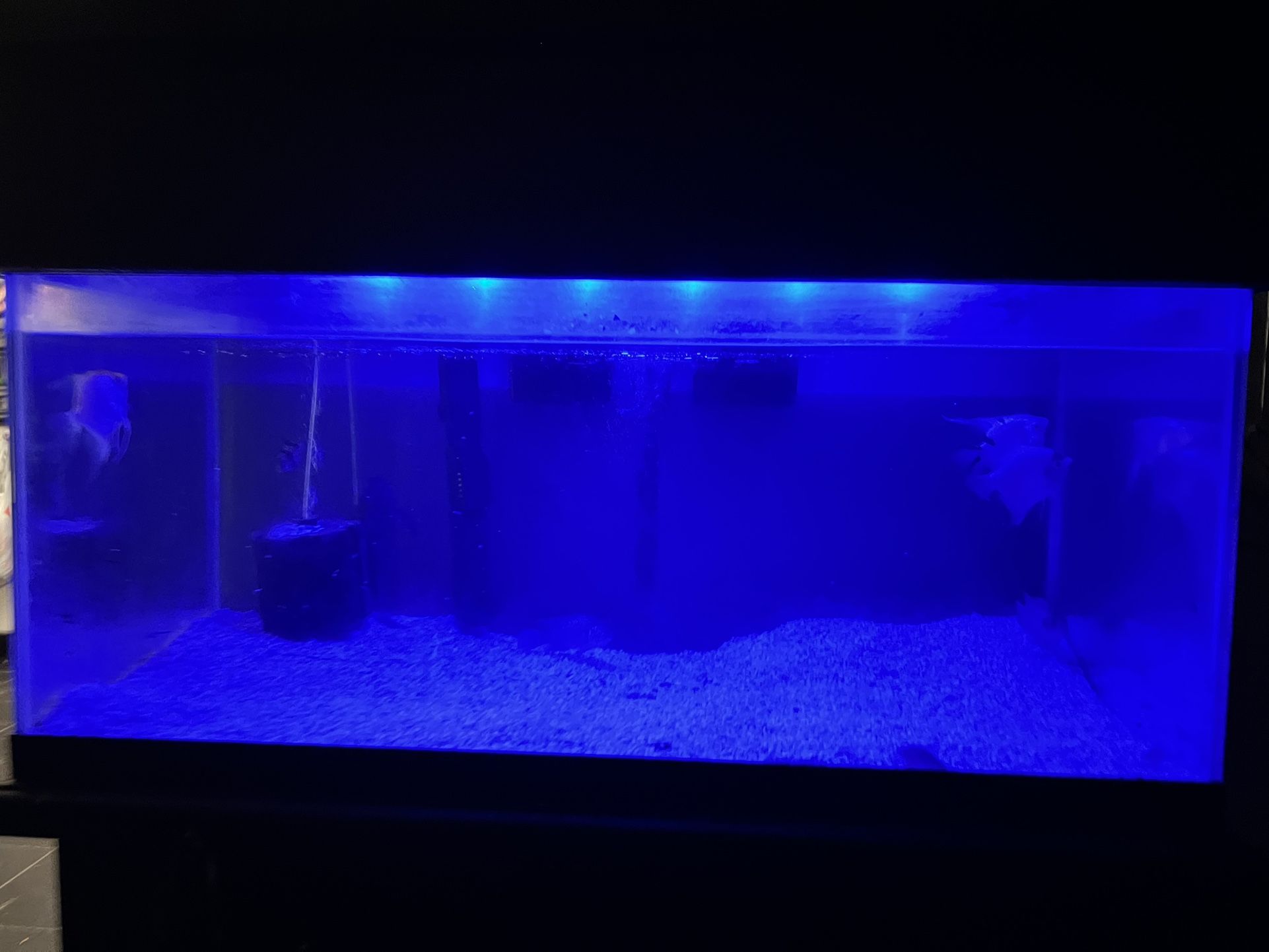 40 Gallon Fish Tank 