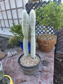 Huge Silver Torch Cactus