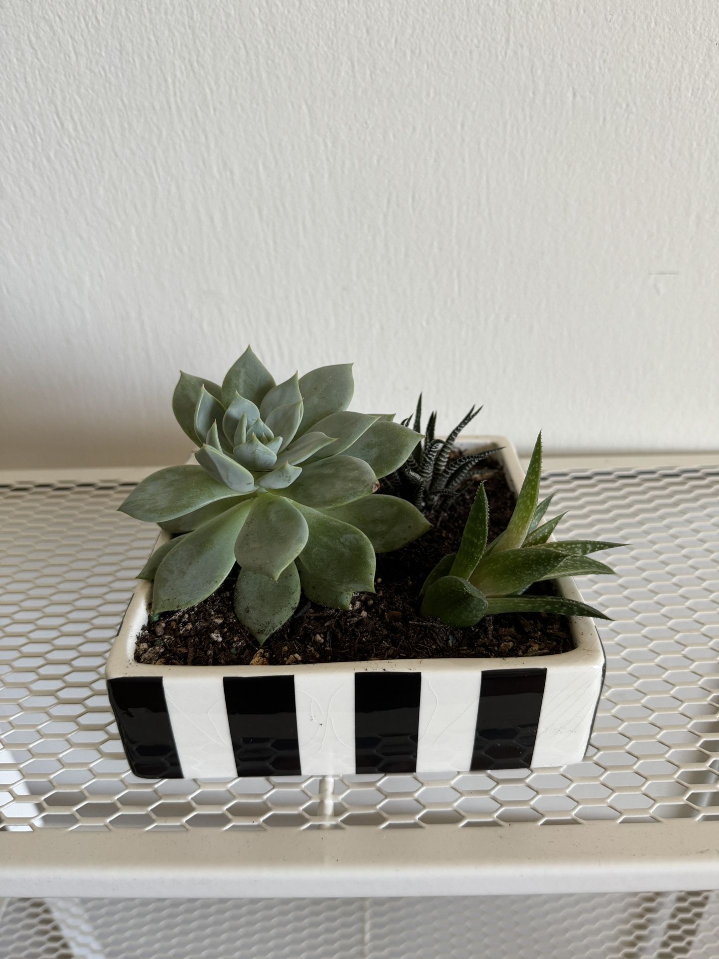 3 Succulent Plants In white and Black Ceramic Pots