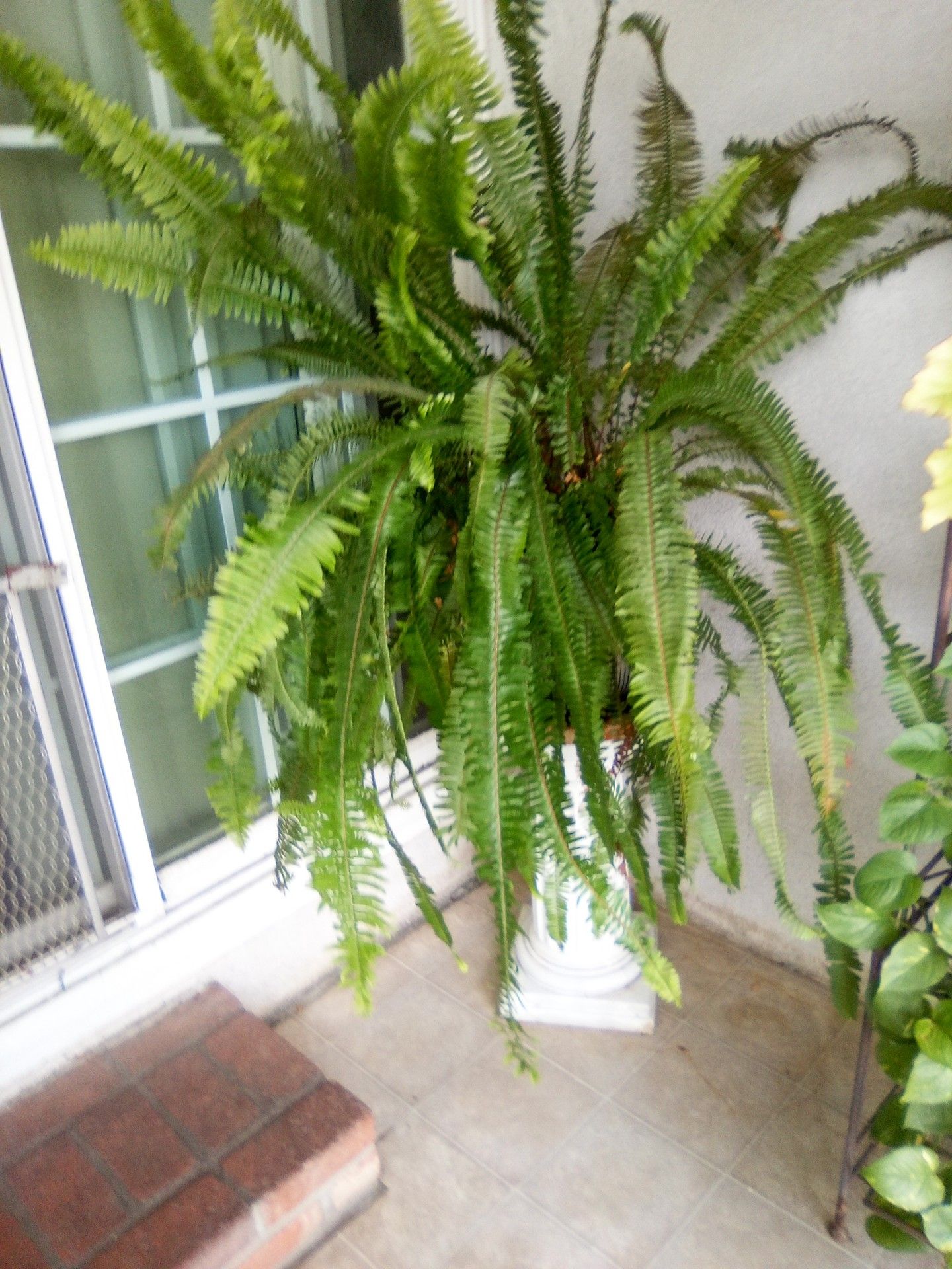 Fern two of them
