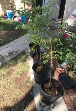 Muringa plant