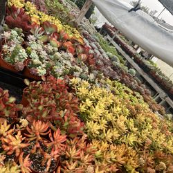 Weekend Sale 6” Succulents $5 Each 