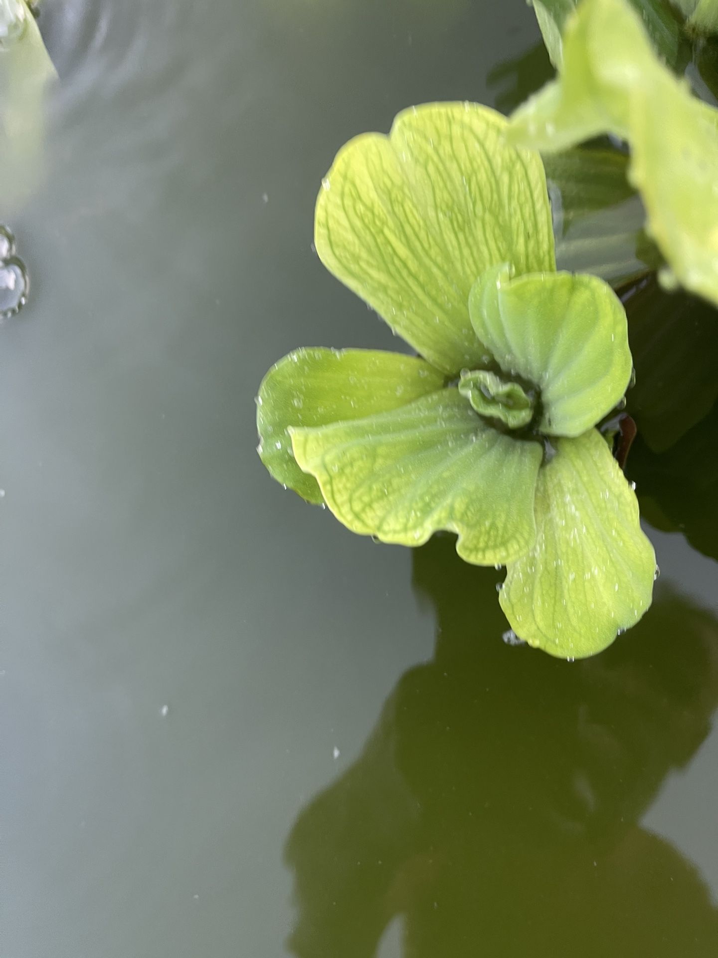 Water lettuce Plant 🪴