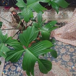 Massive Philodendron Florida Green