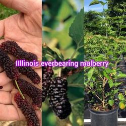 Illinois Everbearing Mulberry Trees 3gal Arboles  De  Mora  Illinois 