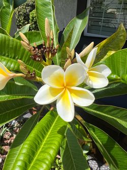 5 ft Plumeria Tree