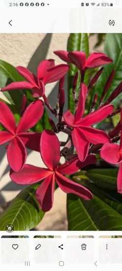 Red plumerias