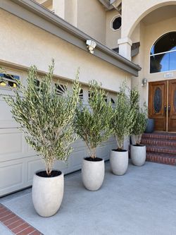 🫒 Fruitless Olive Trees / Olive Trees / Olea – 7 ft Tall – $300 Each