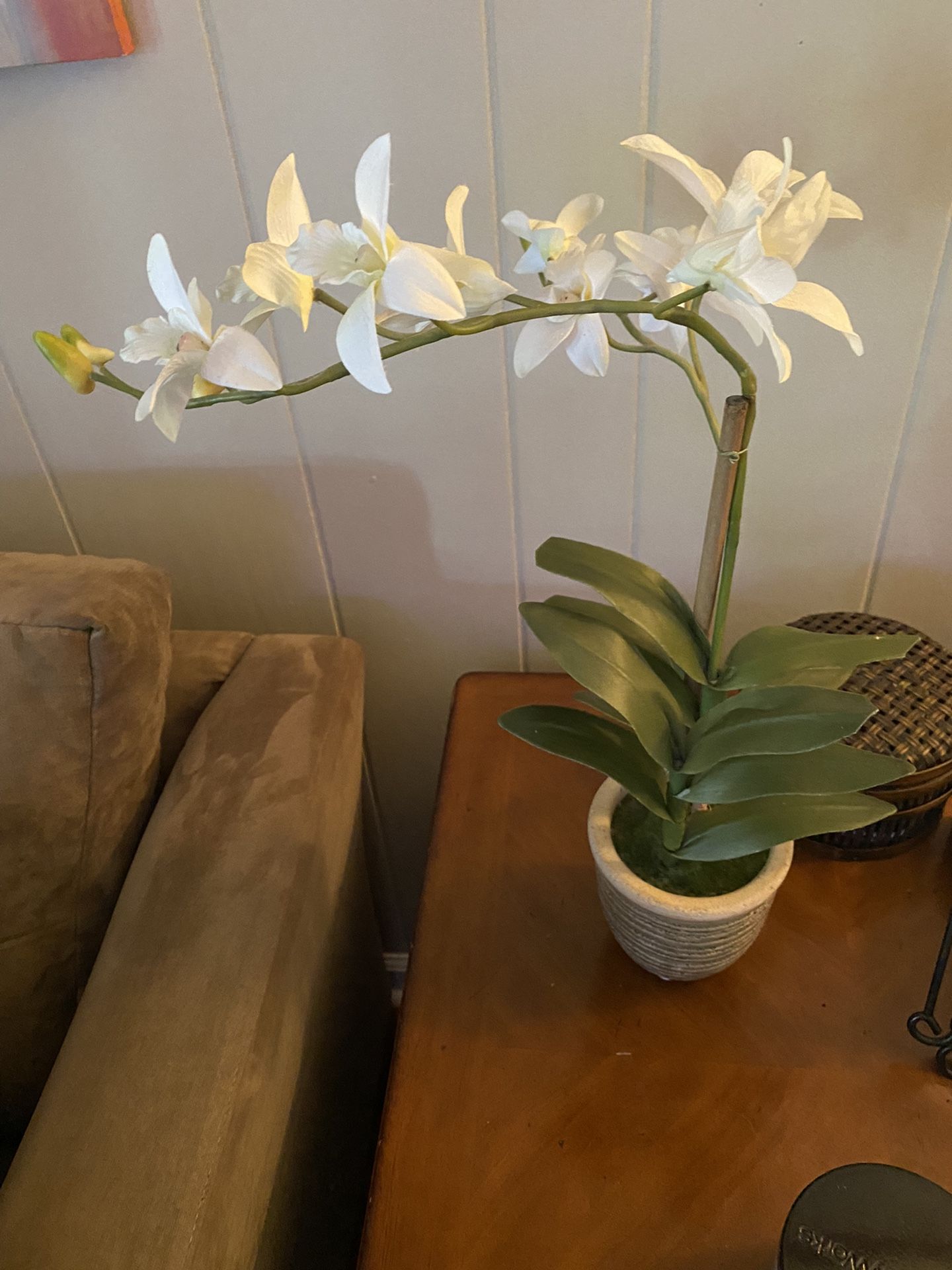 White Orchid Plant Decor