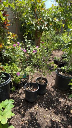 Hibiscus  plant