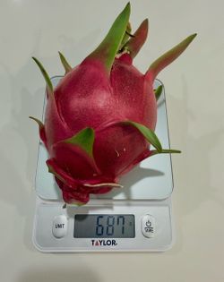 Dragon fruit plant