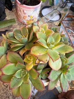 succulent