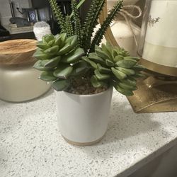 Small Succulent Plant 