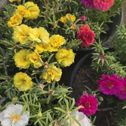 Plants For Sale 