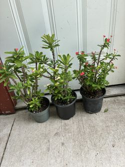3 Macetas Decoronas Decristo Muy Bonitas a 10 Cada Una Diferentes Colores