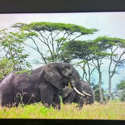 65” TCL R635 miniled TV