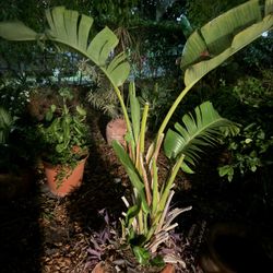 Plantero De Barro Con Grande Mata