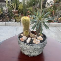 Very Healthy Madagascar Palm Tree And Cactus In Rustic Vase 