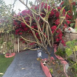 Reddish Pink Puloumario Cutting 1 Inch  1$