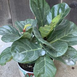 Fiddle Leaf Fig Plant Live Plant Houseplants Houseplant in Decorative Ceramic Pot