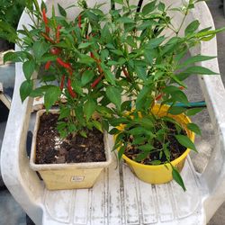 Thai Pepper Plants - Porch Pick Up