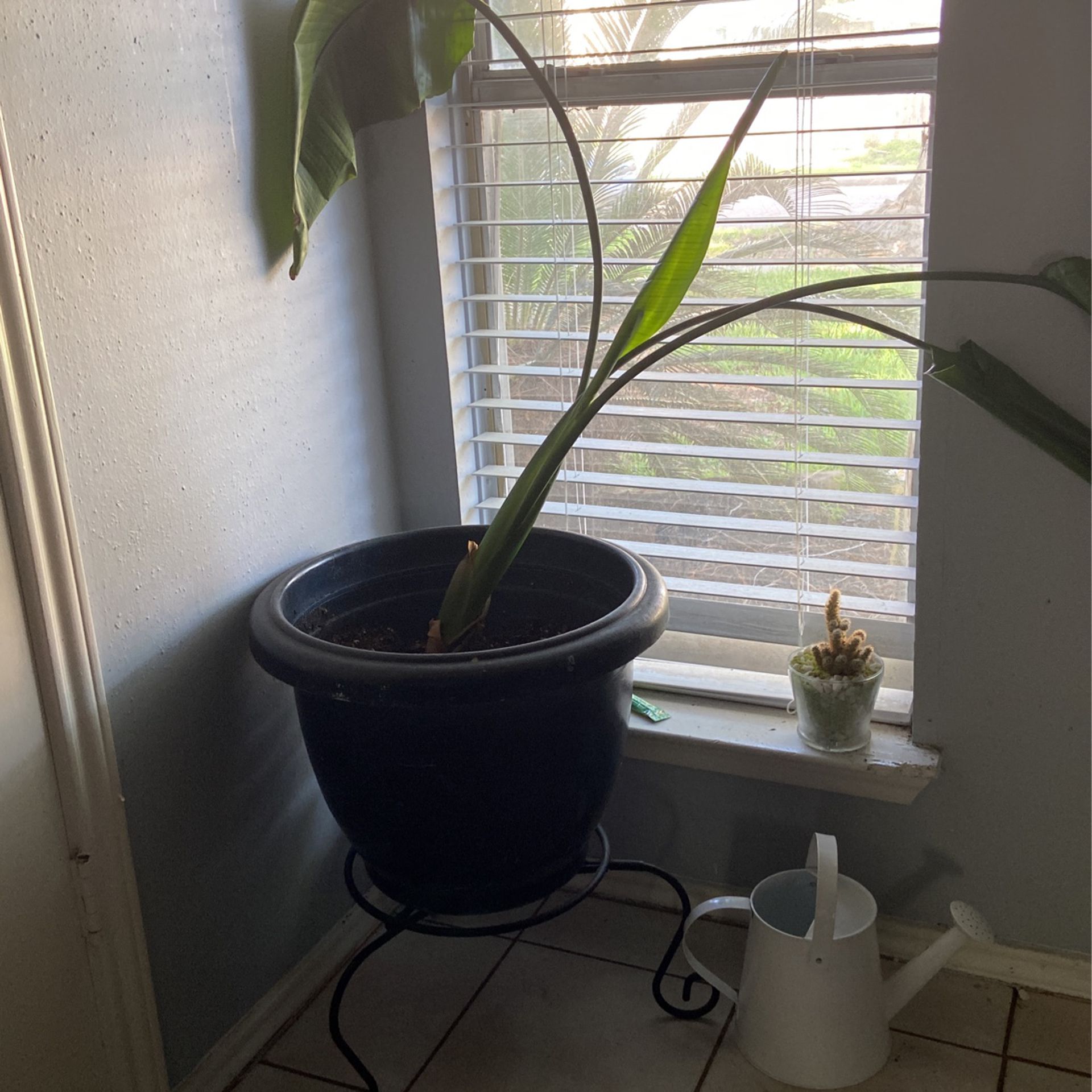 House Plants- Real Plants Need Water 