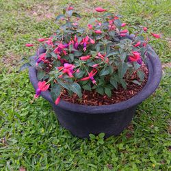  Fuchsia  Plant 🪴 