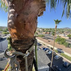 Palm Tree Shaving 🪒 