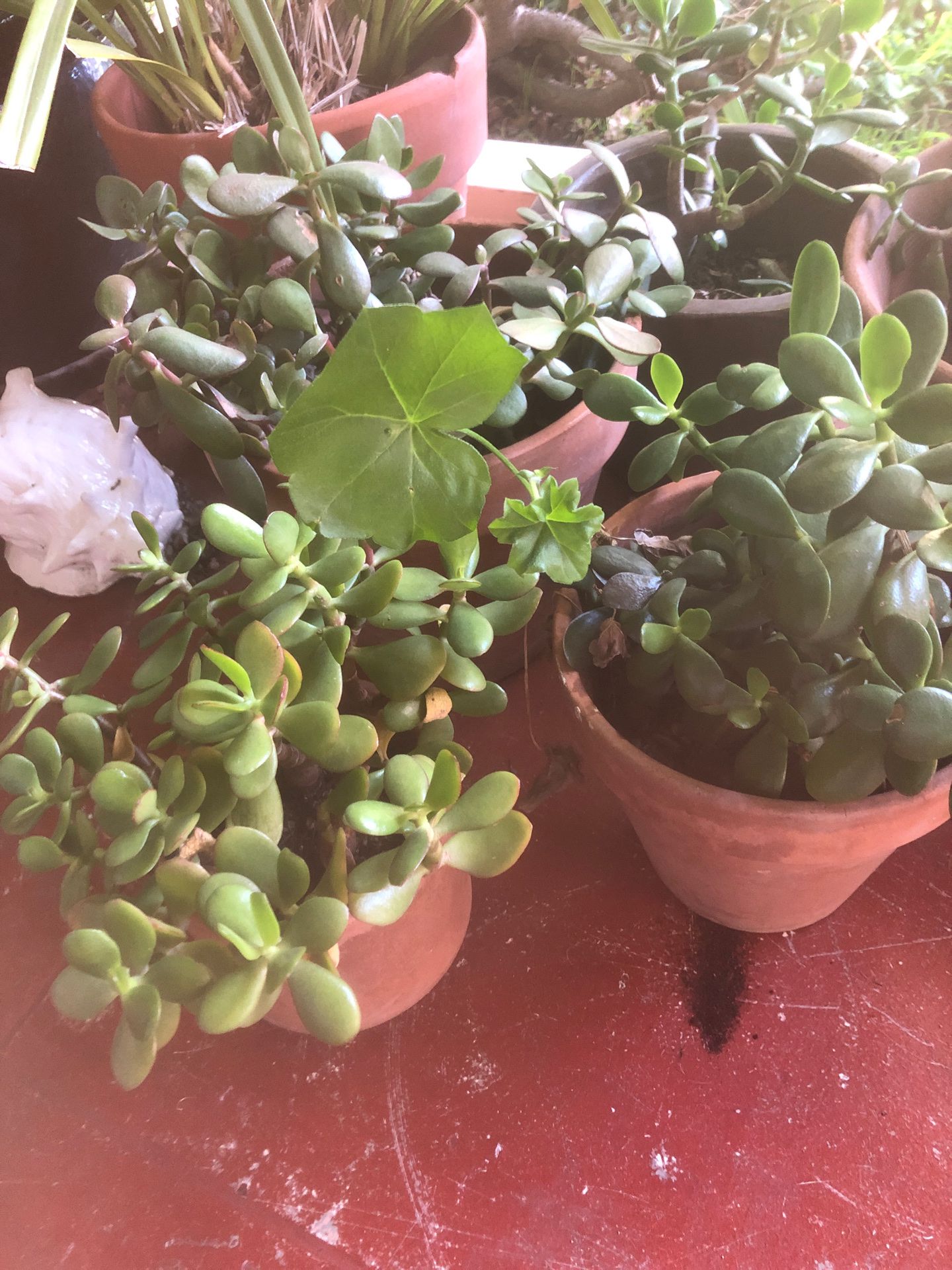 Jade plants with pots