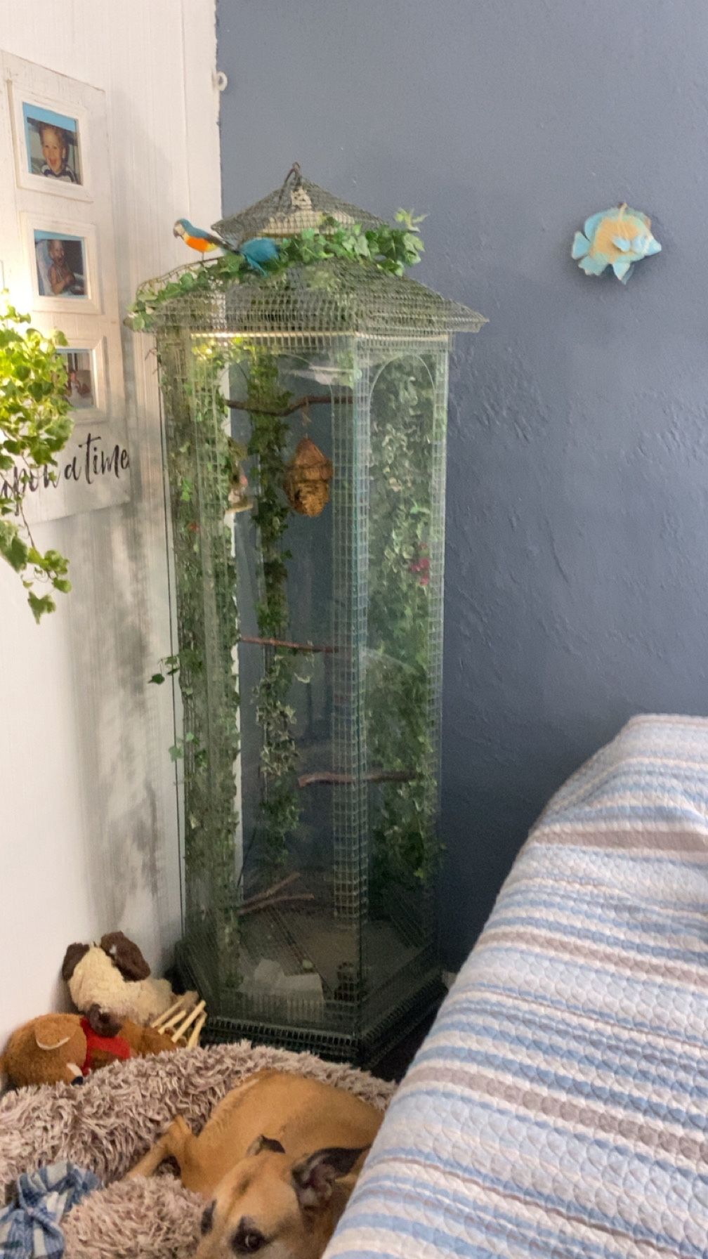 Bird/ Chameleon Cage