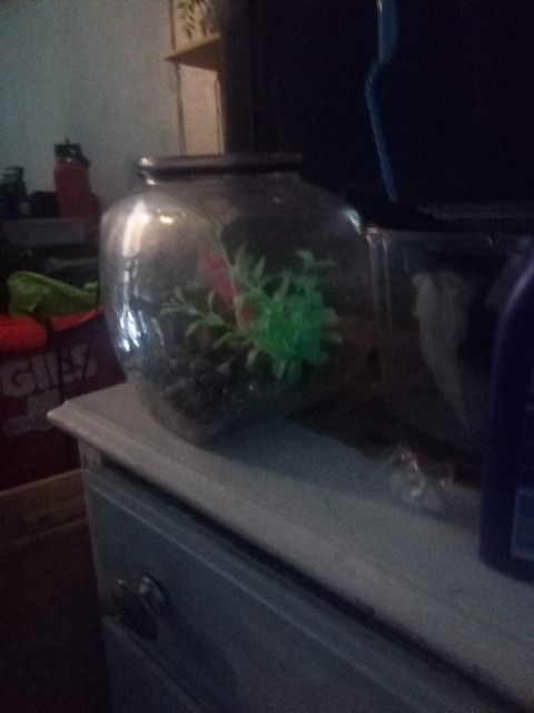 Small Aquarium For fish With Decoratin