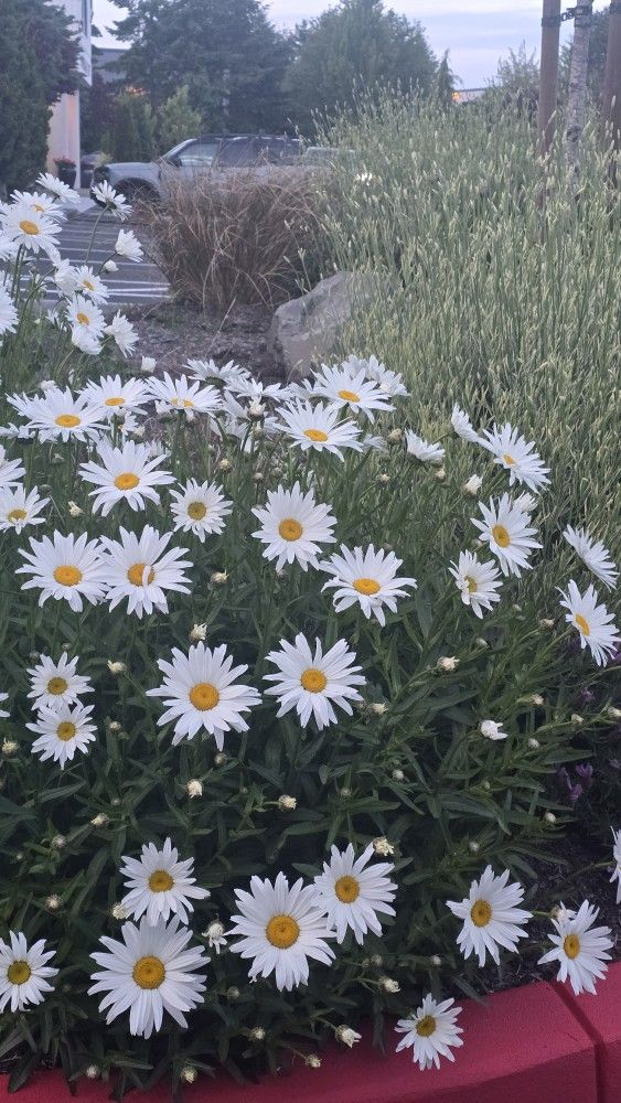 daisies for yard garden decoration