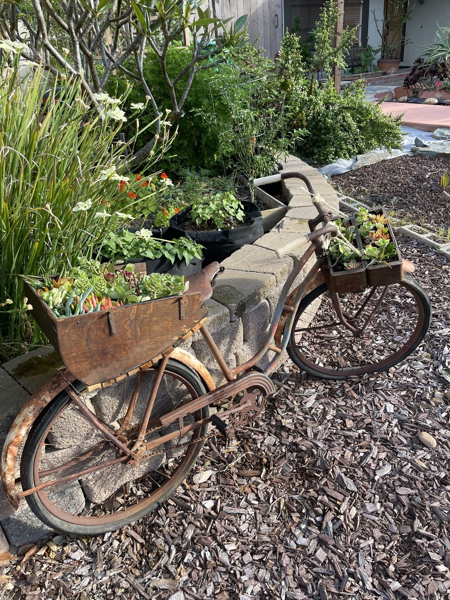 Old Bicycle Decor Succulent Arrangement
