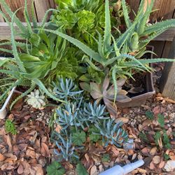 Succulents 