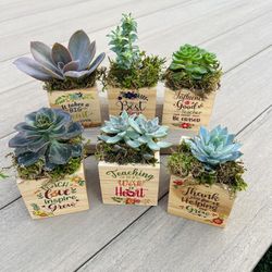 Succulents in wood boxes, make great teachers gifts, care taker gifts, live plants $12 each