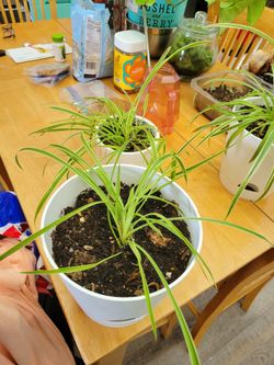 Spider Plants