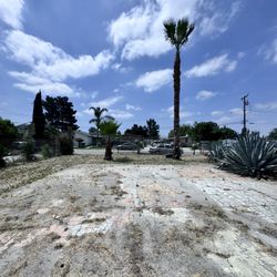 palms trees trimming 